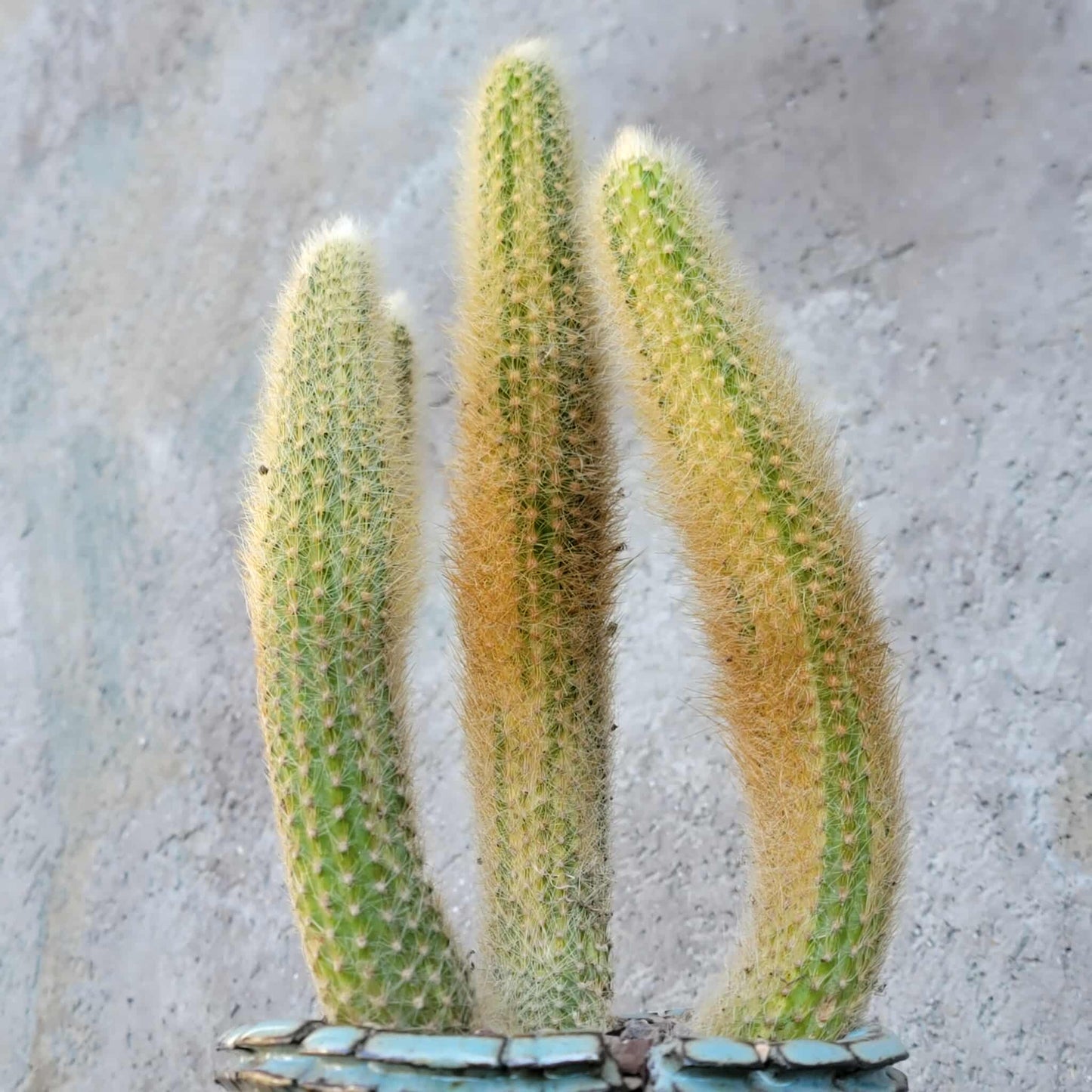Cleistocactus colademononis variegata - Variegated Monkey Tail Cactus - Large Cluster