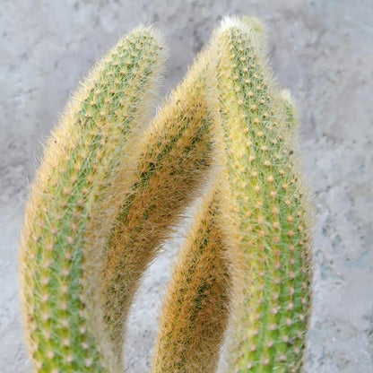 Cleistocactus colademononis variegata - Variegated Monkey Tail Cactus - Large Cluster