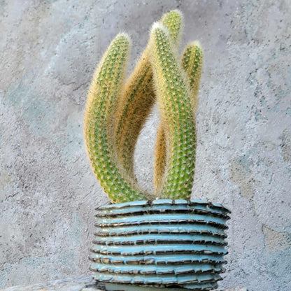 Cleistocactus colademononis variegata - Variegated Monkey Tail Cactus - Large Cluster