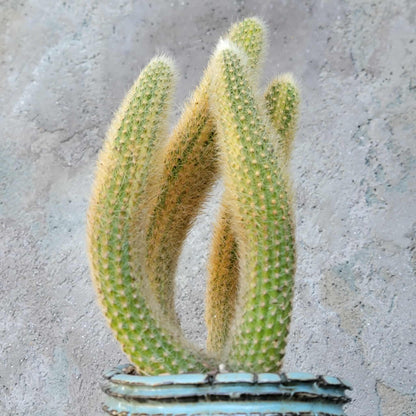 Cleistocactus colademononis variegata - Variegated Monkey Tail Cactus - Large Cluster