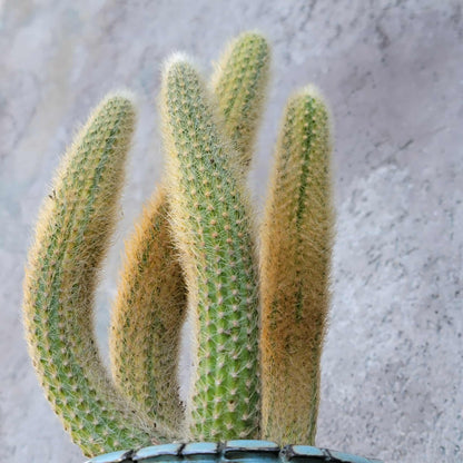 Cleistocactus colademononis variegata - Variegated Monkey Tail Cactus - Large Cluster