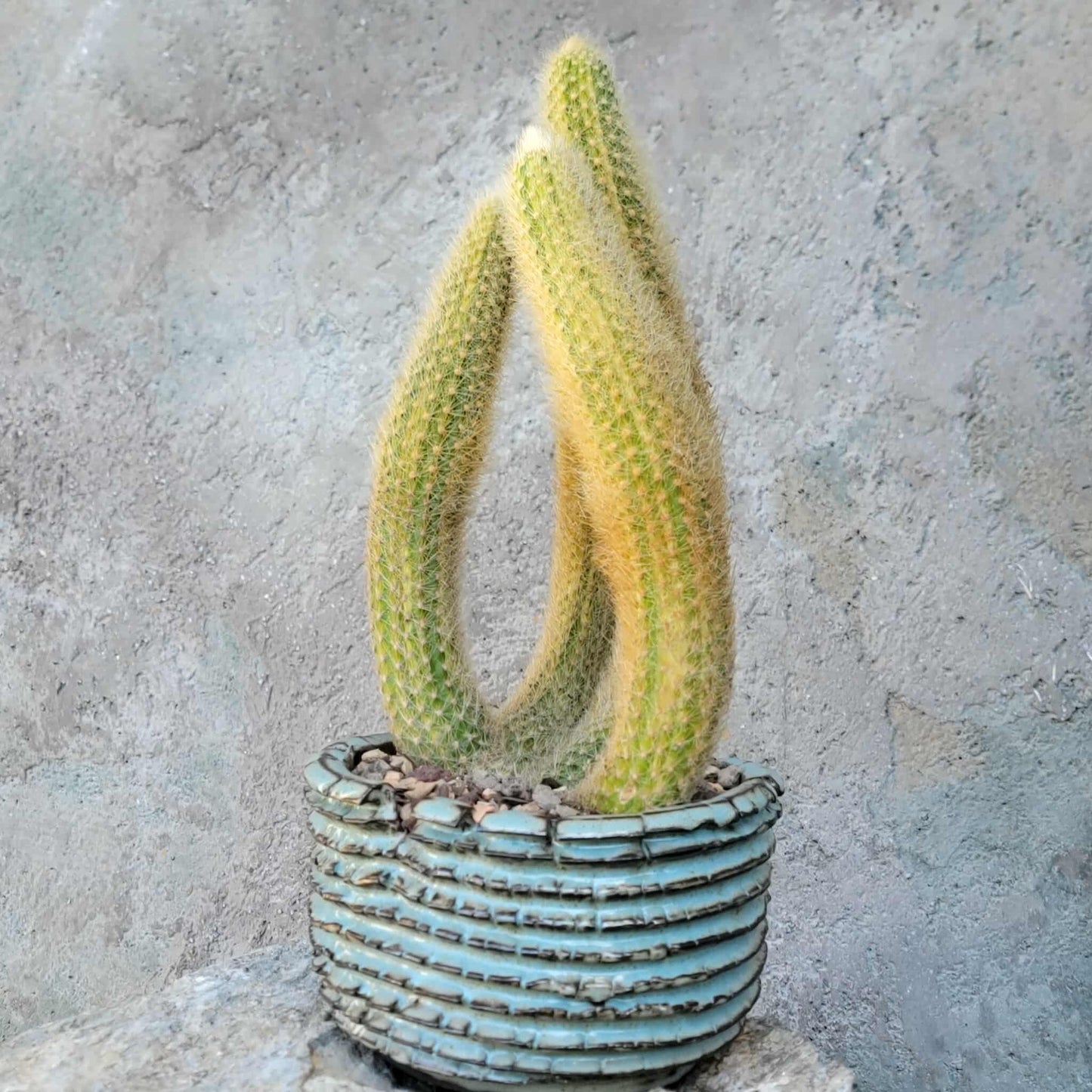 Cleistocactus colademononis variegata - Variegated Monkey Tail Cactus - Large Cluster