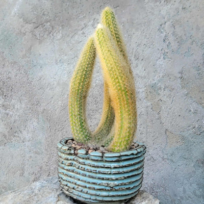 Cleistocactus colademononis variegata - Variegated Monkey Tail Cactus - Large Cluster