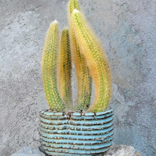 Cleistocactus colademononis variegata - Variegated Monkey Tail Cactus - Large Cluster