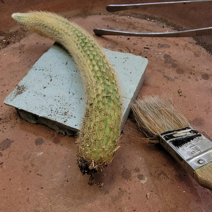 Cleistocactus colademononis variegata - Variegated Monkey Tail Cactus