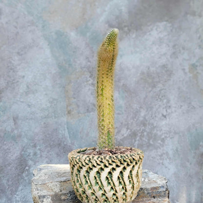 Cleistocactus colademononis variegata - Variegated Monkey Tail Cactus