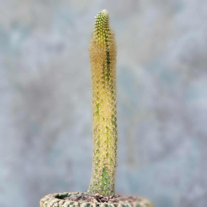 Cleistocactus colademononis variegata - Variegated Monkey Tail Cactus