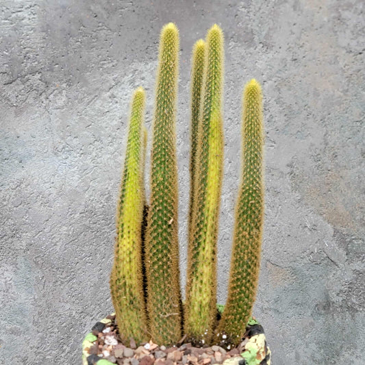 Cleistocactus winteri variegata - Variegated Golden Rat Tail Cactus