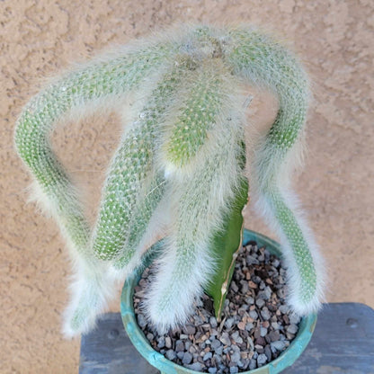 Cleistocactus colademononis - Monkey Tail Cactus