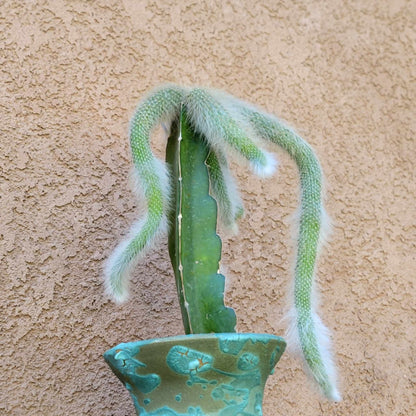 Cleistocactus colademononis - Monkey Tail Cactus