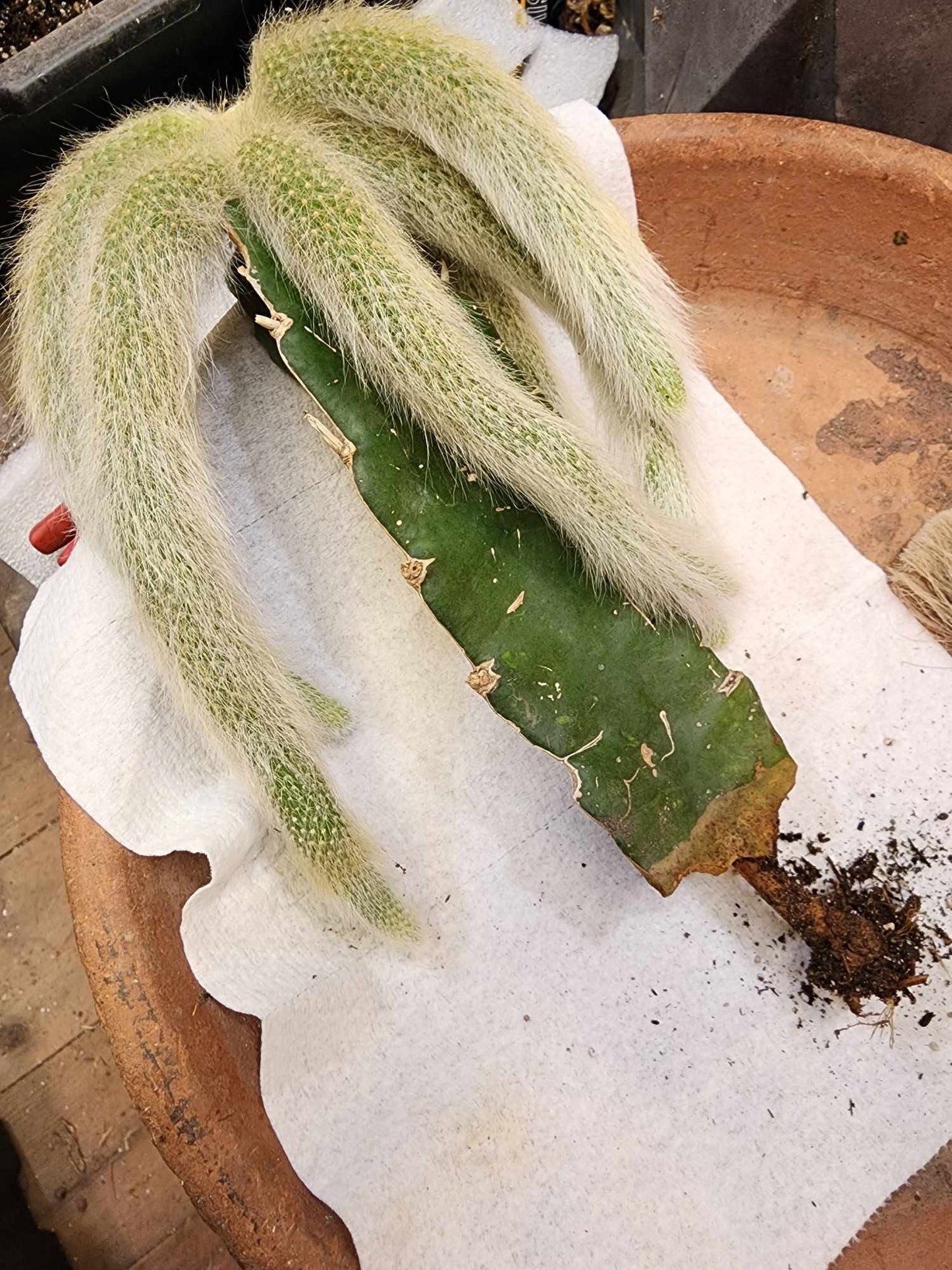 Cleistocactus colademononis - Monkey Tail Cactus