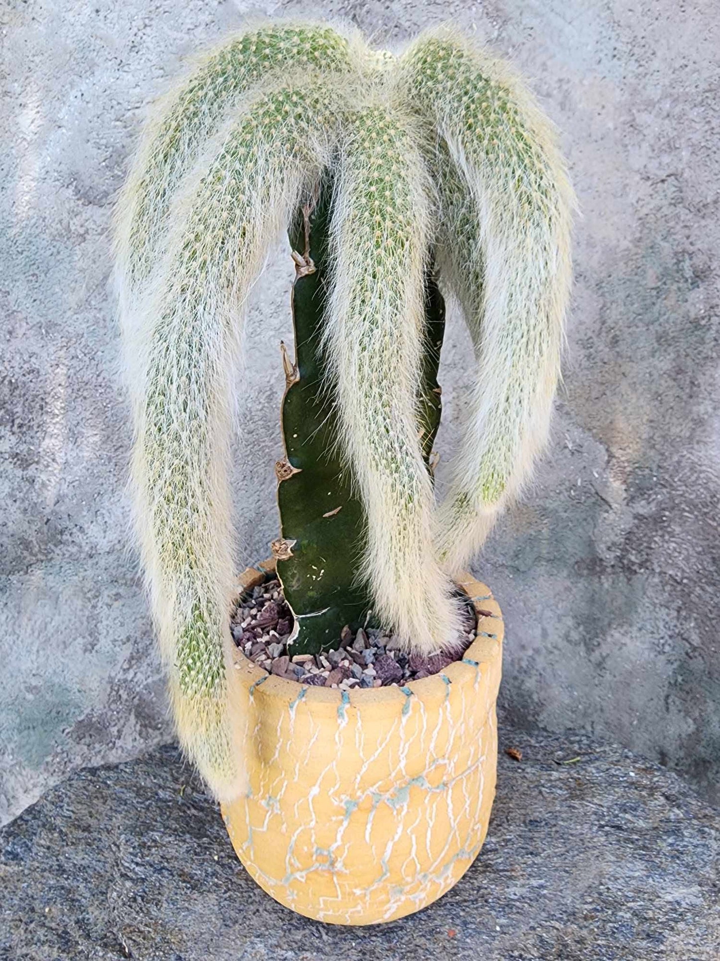 Cleistocactus colademononis - Monkey Tail Cactus