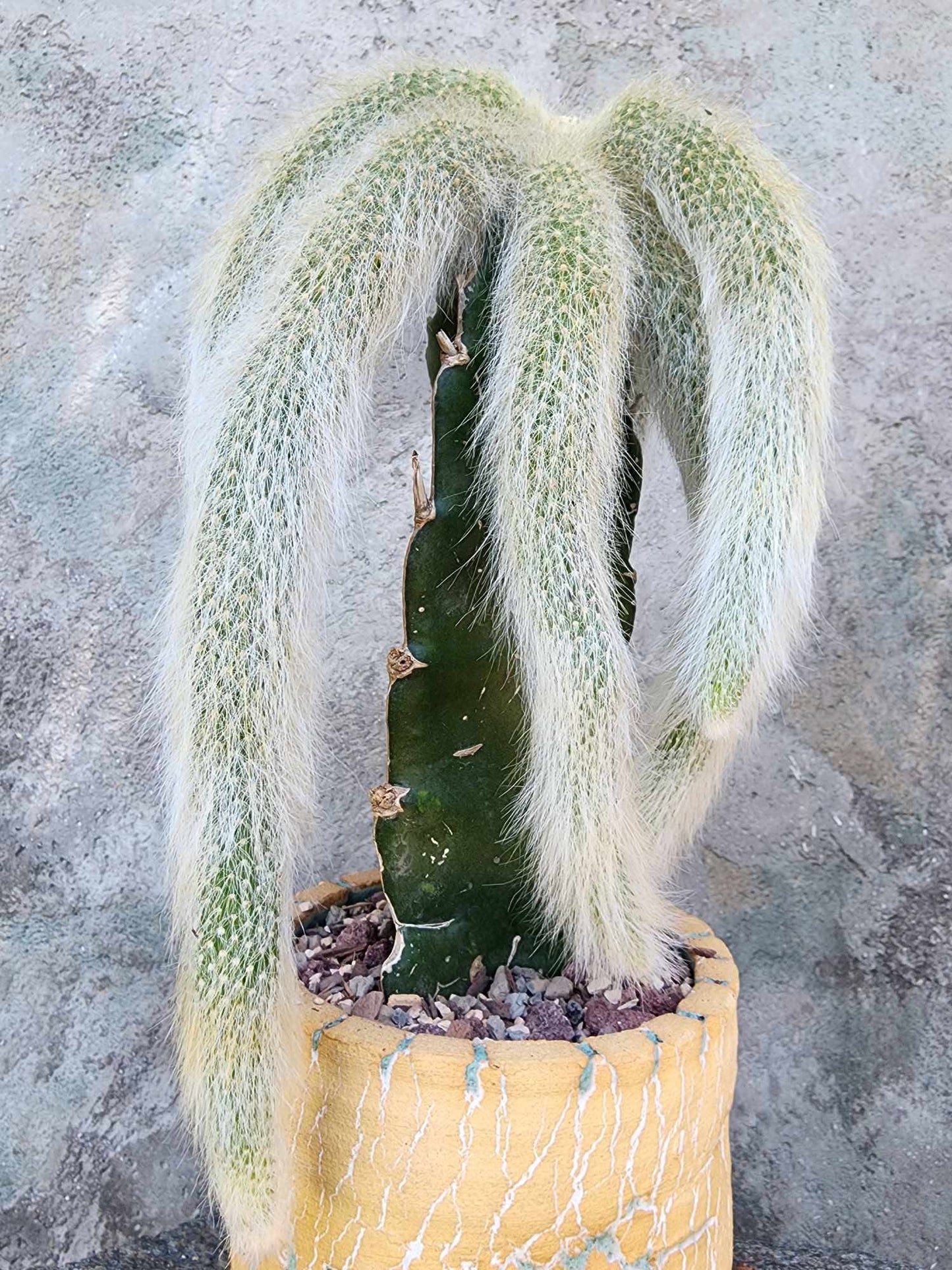 Cleistocactus colademononis - Monkey Tail Cactus