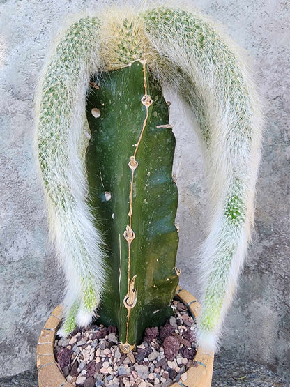 Cleistocactus colademononis - Monkey Tail Cactus