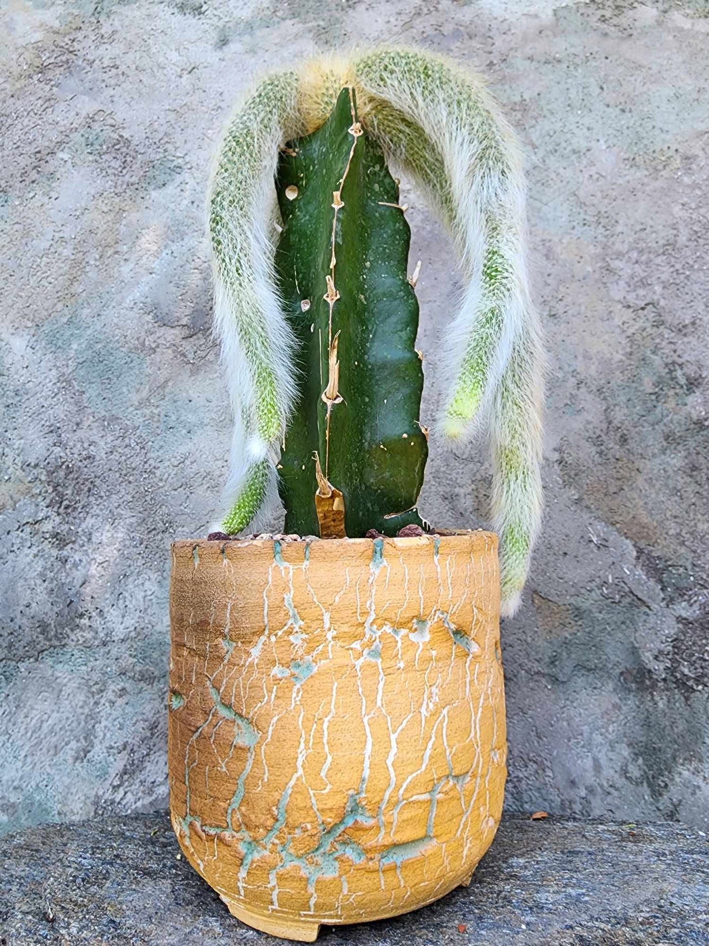 Cleistocactus colademononis - Monkey Tail Cactus