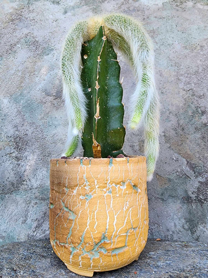 Cleistocactus colademononis - Monkey Tail Cactus