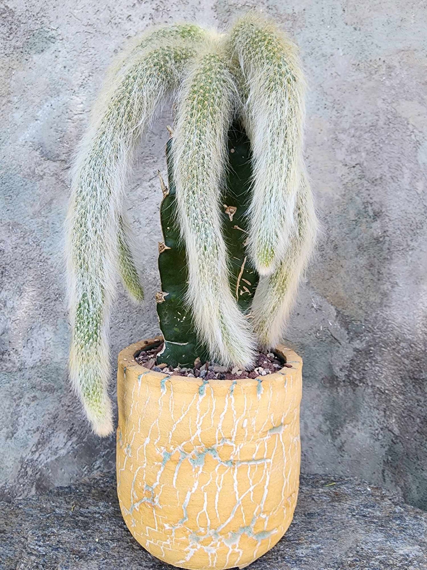 Cleistocactus colademononis - Monkey Tail Cactus