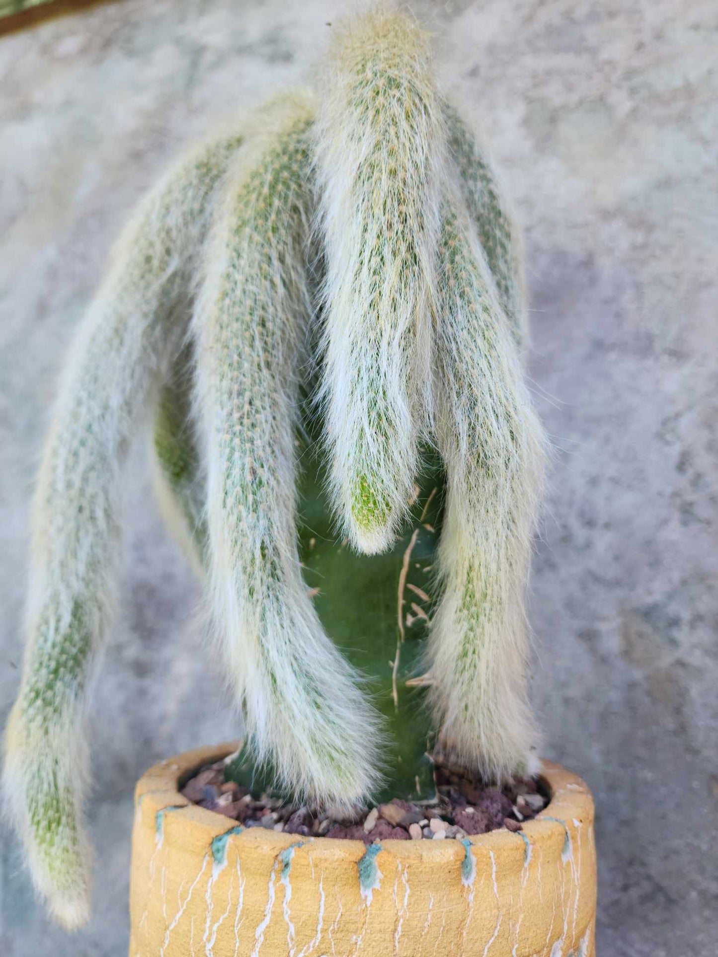 Cleistocactus colademononis - Monkey Tail Cactus