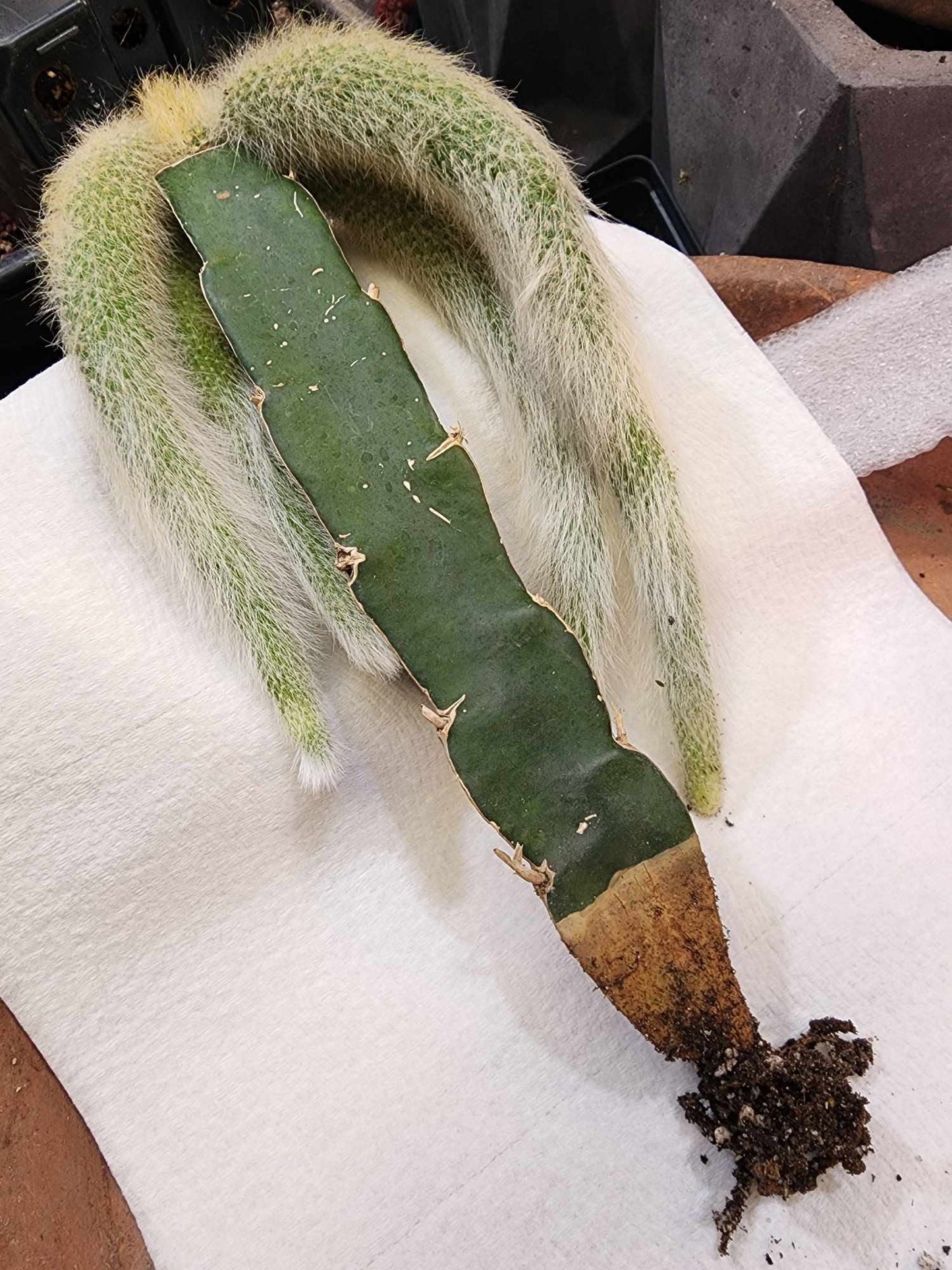 Cleistocactus colademononis - Monkey Tail Cactus