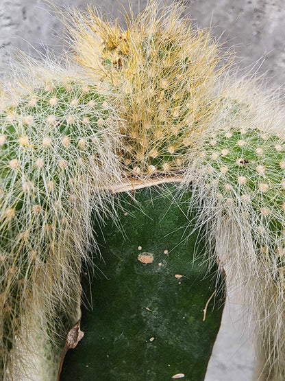Cleistocactus colademononis - Monkey Tail Cactus