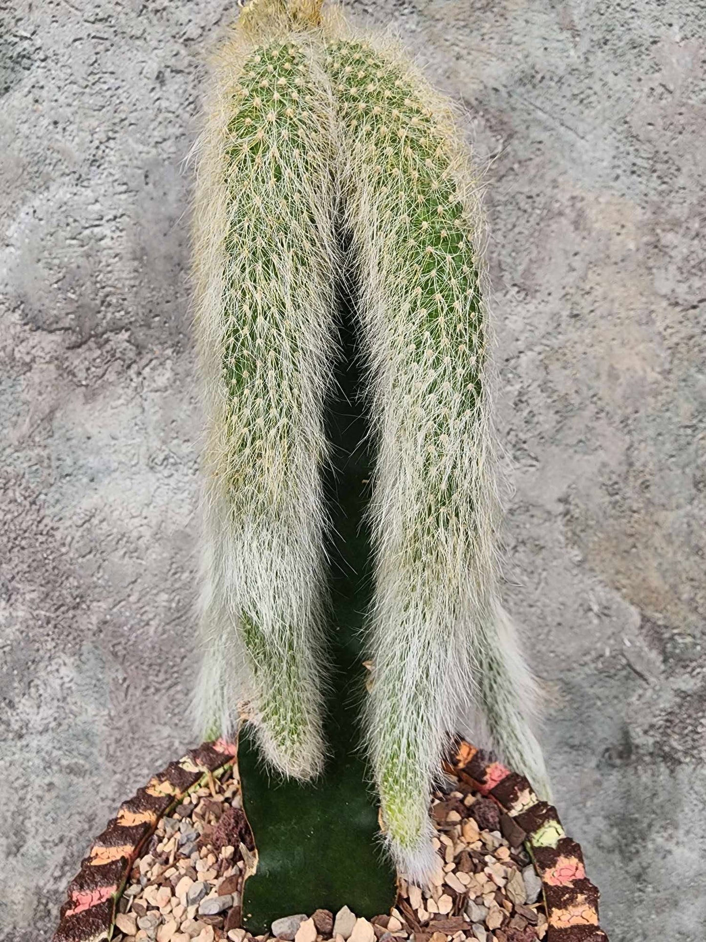 Cleistocactus colademononis - Monkey Tail Cactus