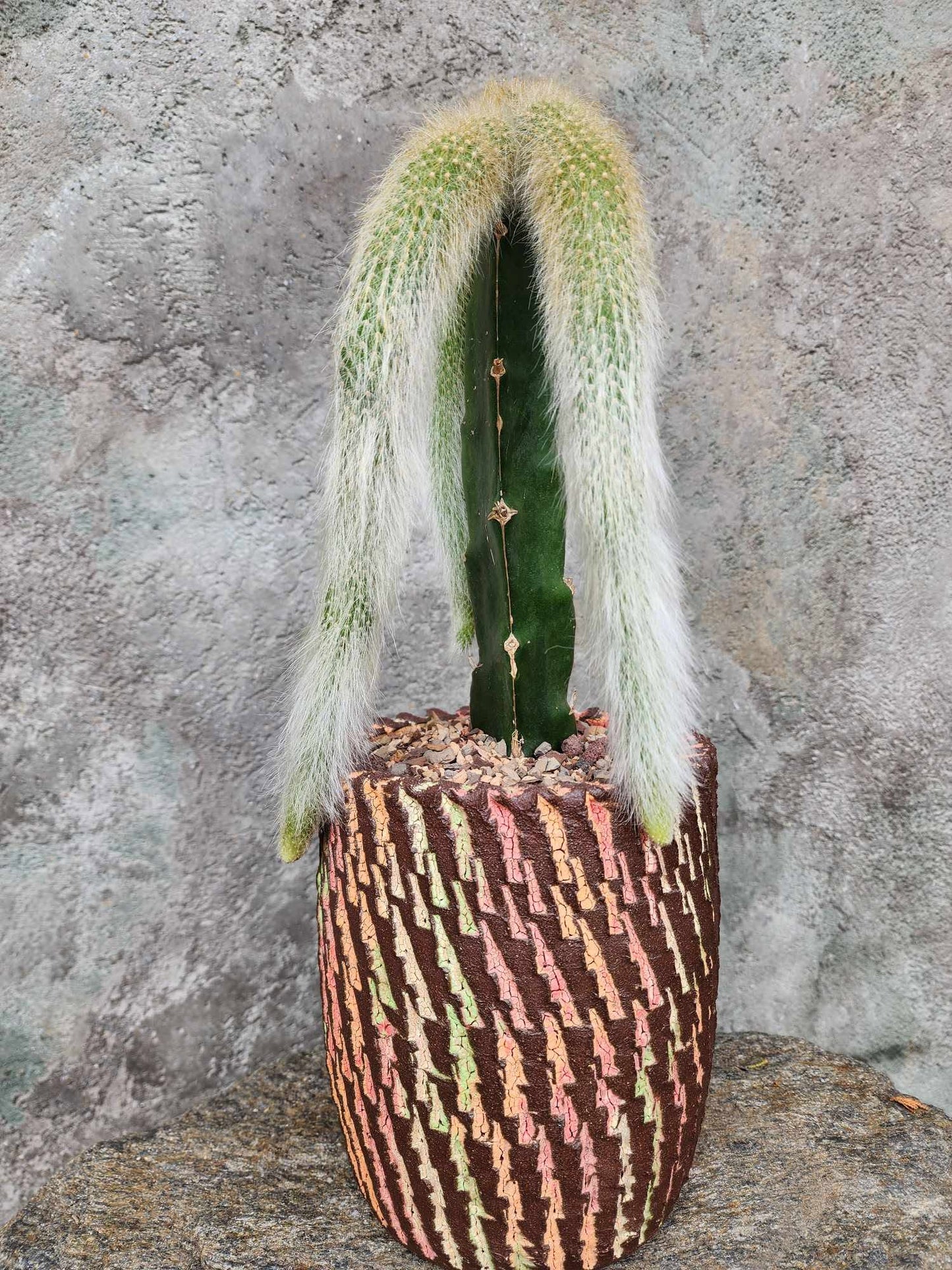 Cleistocactus colademononis - Monkey Tail Cactus
