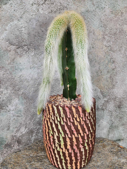 Cleistocactus colademononis - Monkey Tail Cactus