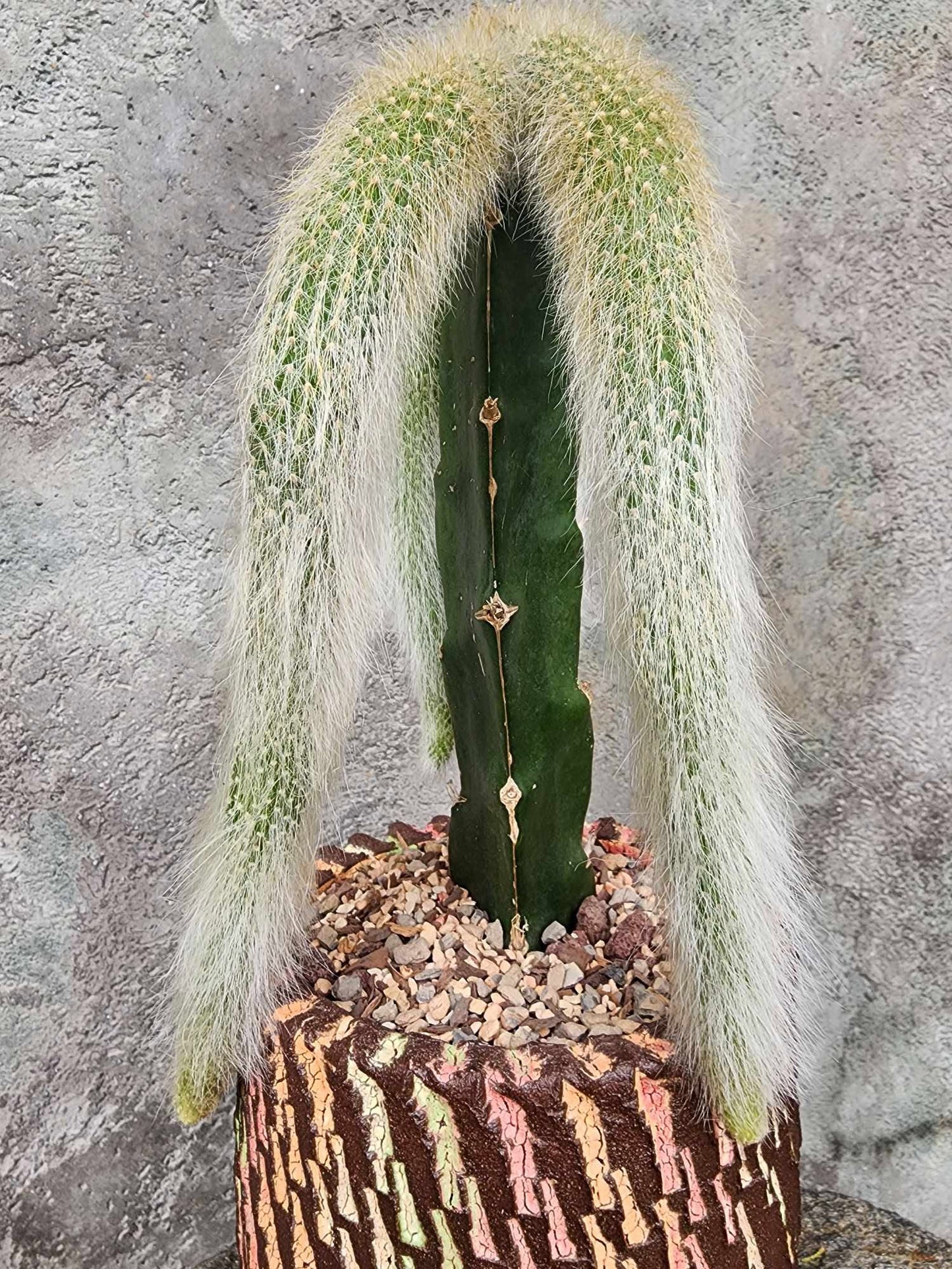 Cleistocactus colademononis - Monkey Tail Cactus