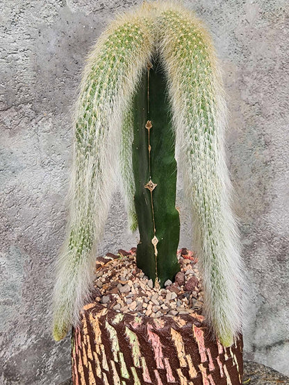 Cleistocactus colademononis - Monkey Tail Cactus