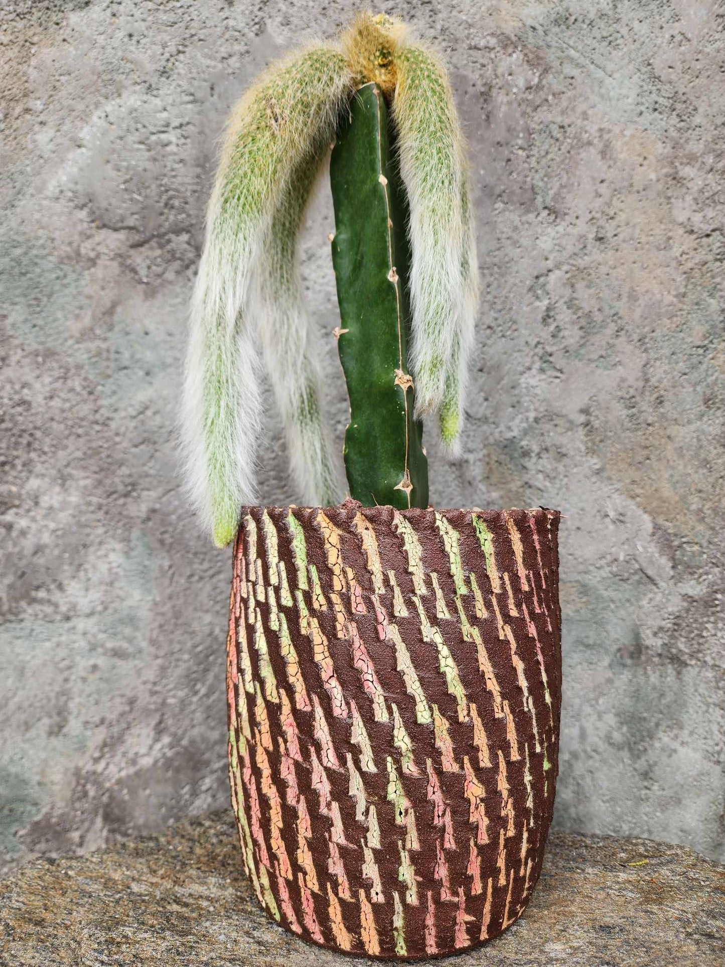 Cleistocactus colademononis - Monkey Tail Cactus