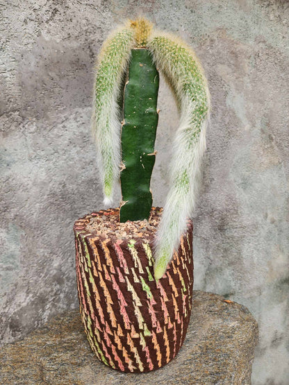 Cleistocactus colademononis - Monkey Tail Cactus