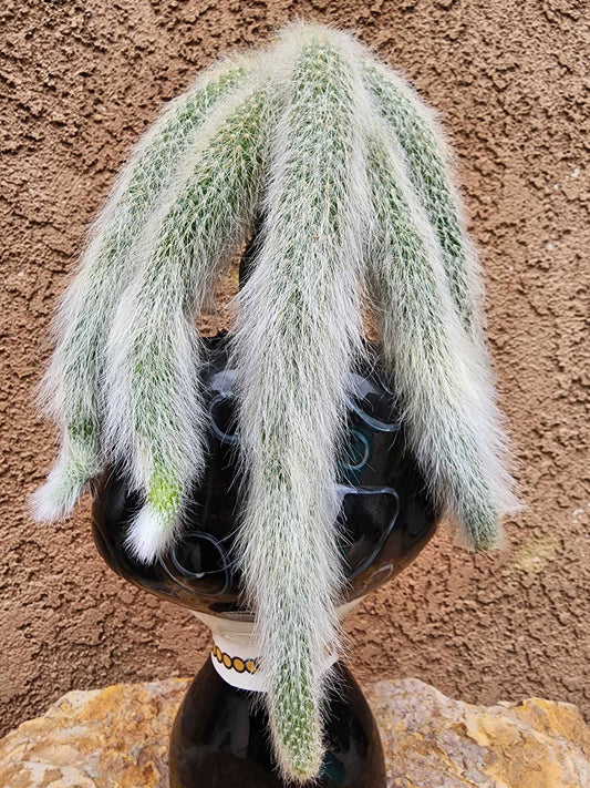Cleistocactus colademononis - Monkey Tail Cactus