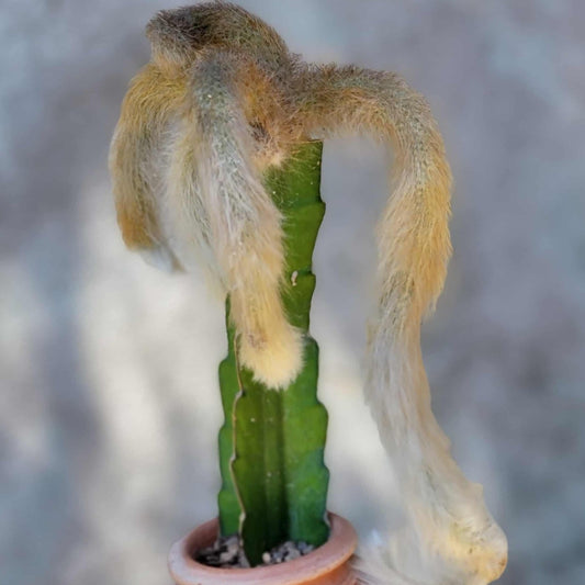 Cleistocactus colademononis - Monkey Tail Cactus