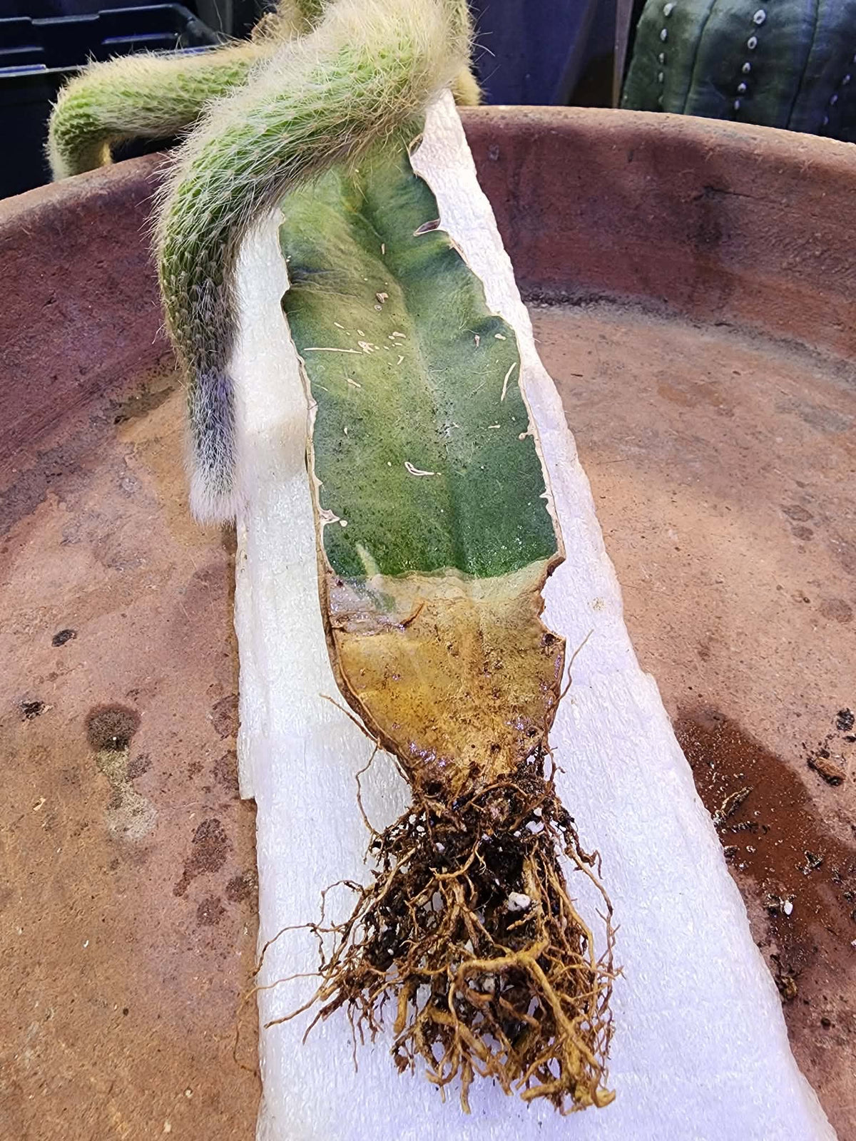 Cleistocactus colademononis - Monkey Tail Cactus