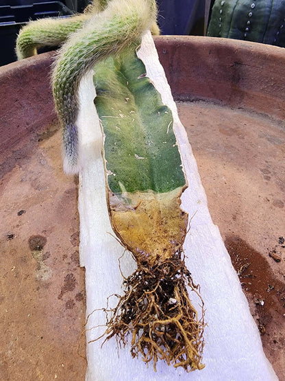 Cleistocactus colademononis - Monkey Tail Cactus