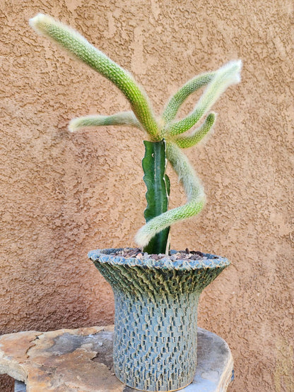 Cleistocactus colademononis - Monkey Tail Cactus