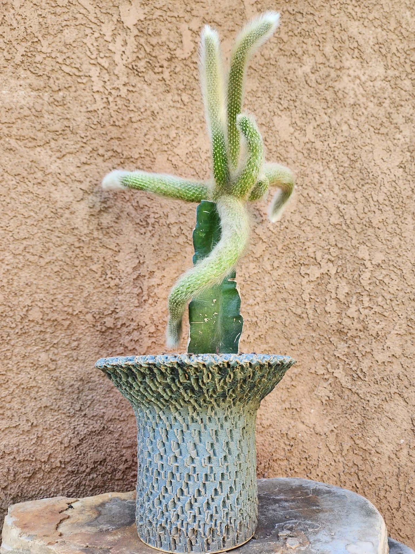 Cleistocactus colademononis - Monkey Tail Cactus