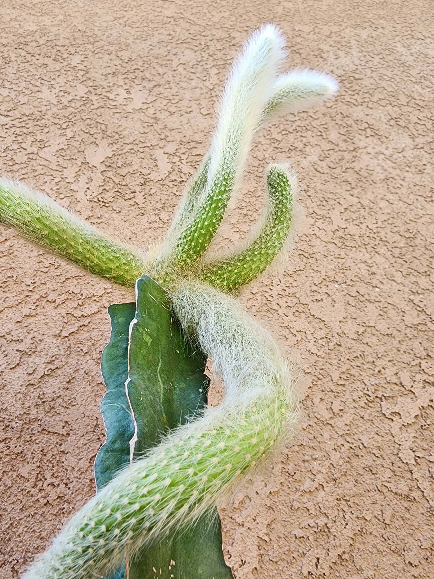 Cleistocactus colademononis - Monkey Tail Cactus