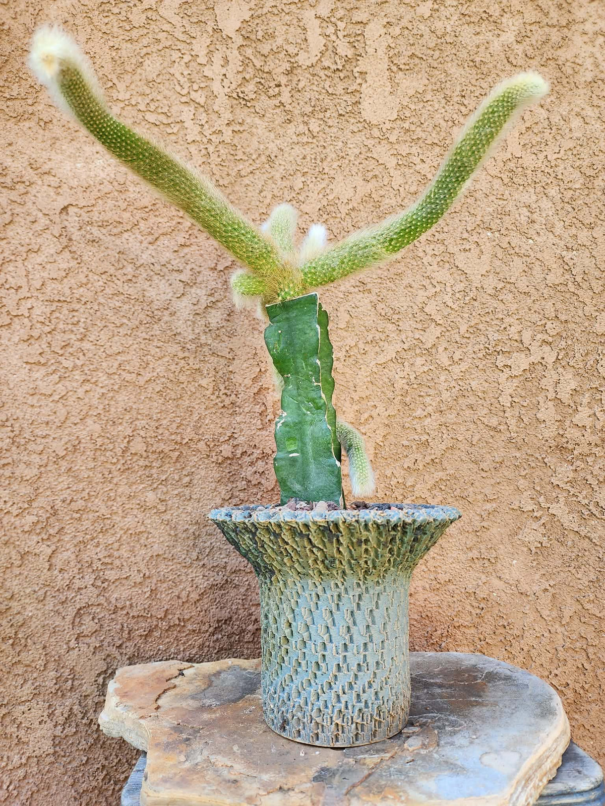 Cleistocactus colademononis - Monkey Tail Cactus