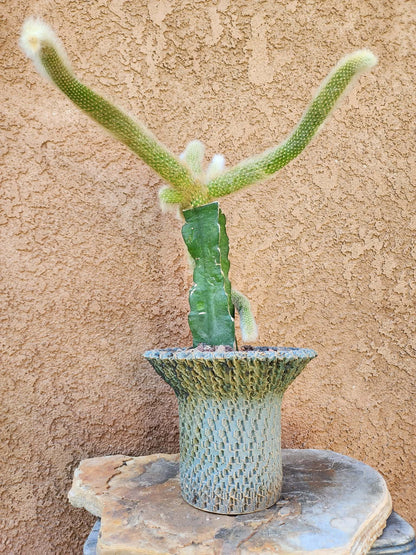 Cleistocactus colademononis - Monkey Tail Cactus