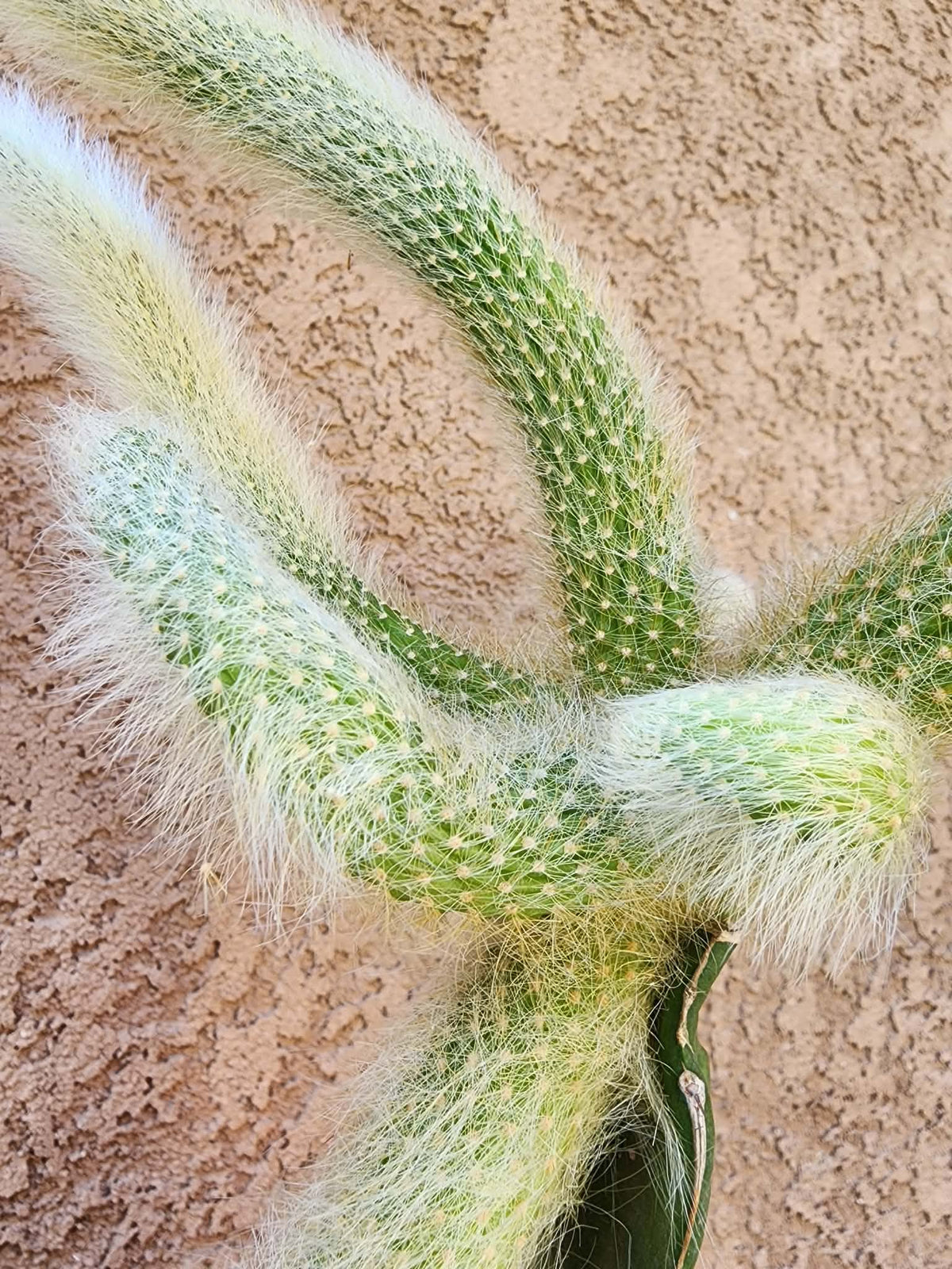 Cleistocactus colademononis - Monkey Tail Cactus