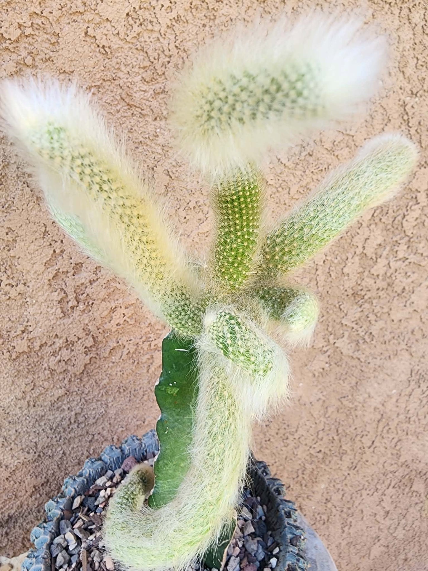Cleistocactus colademononis - Monkey Tail Cactus