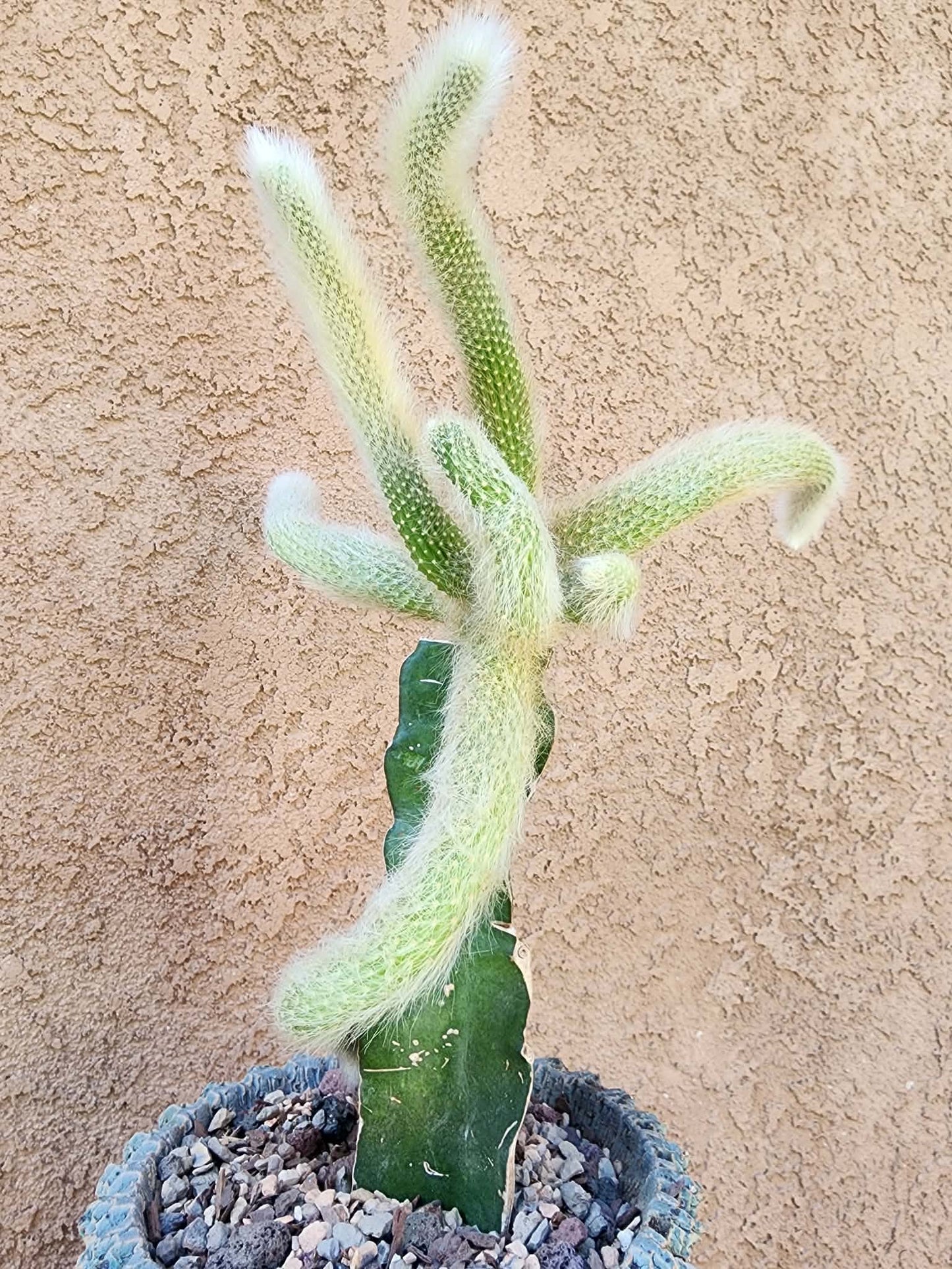 Cleistocactus colademononis - Monkey Tail Cactus