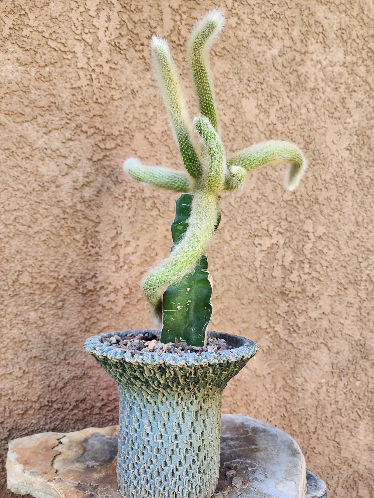 Cleistocactus colademononis - Monkey Tail Cactus