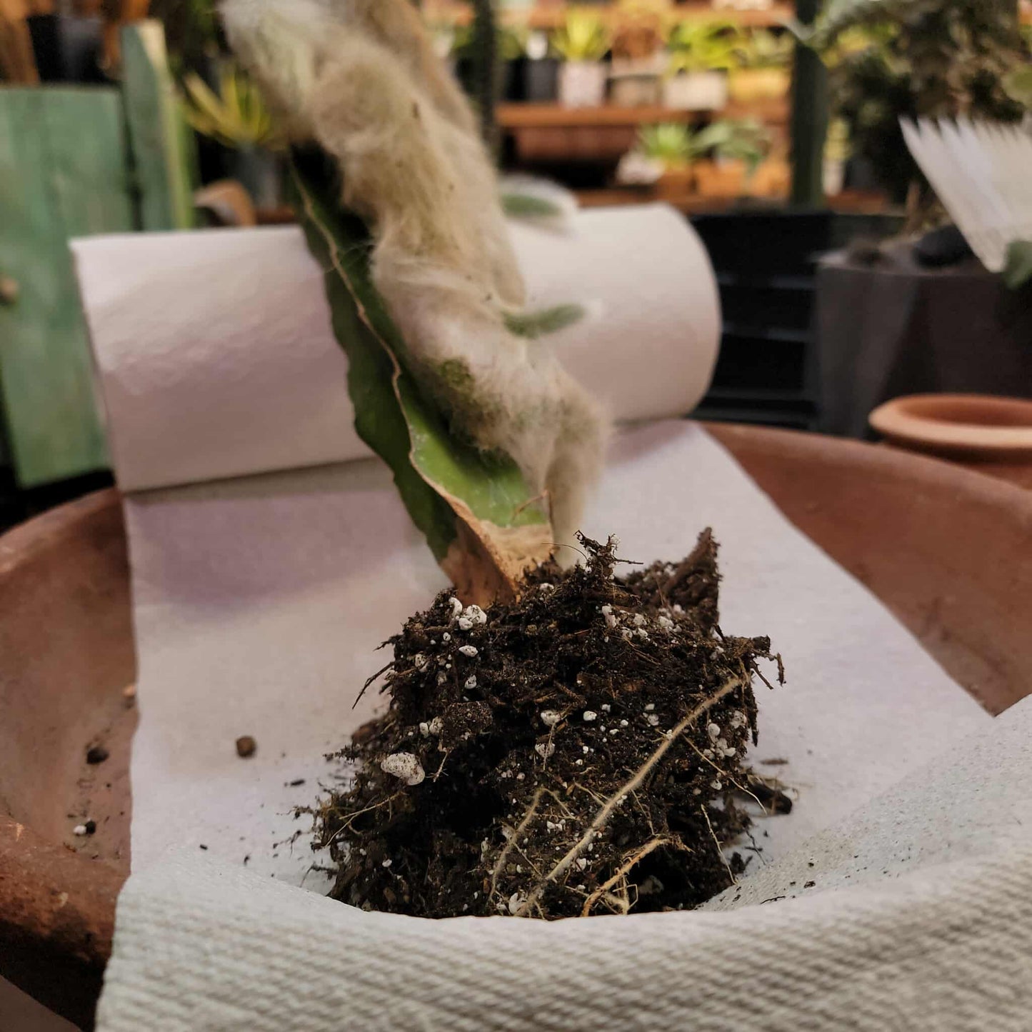Cleistocactus colademononis - Monkey Tail Cactus