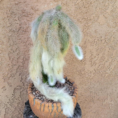 Cleistocactus colademononis - Monkey Tail Cactus