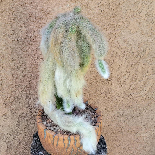 Cleistocactus colademononis - Monkey Tail Cactus
