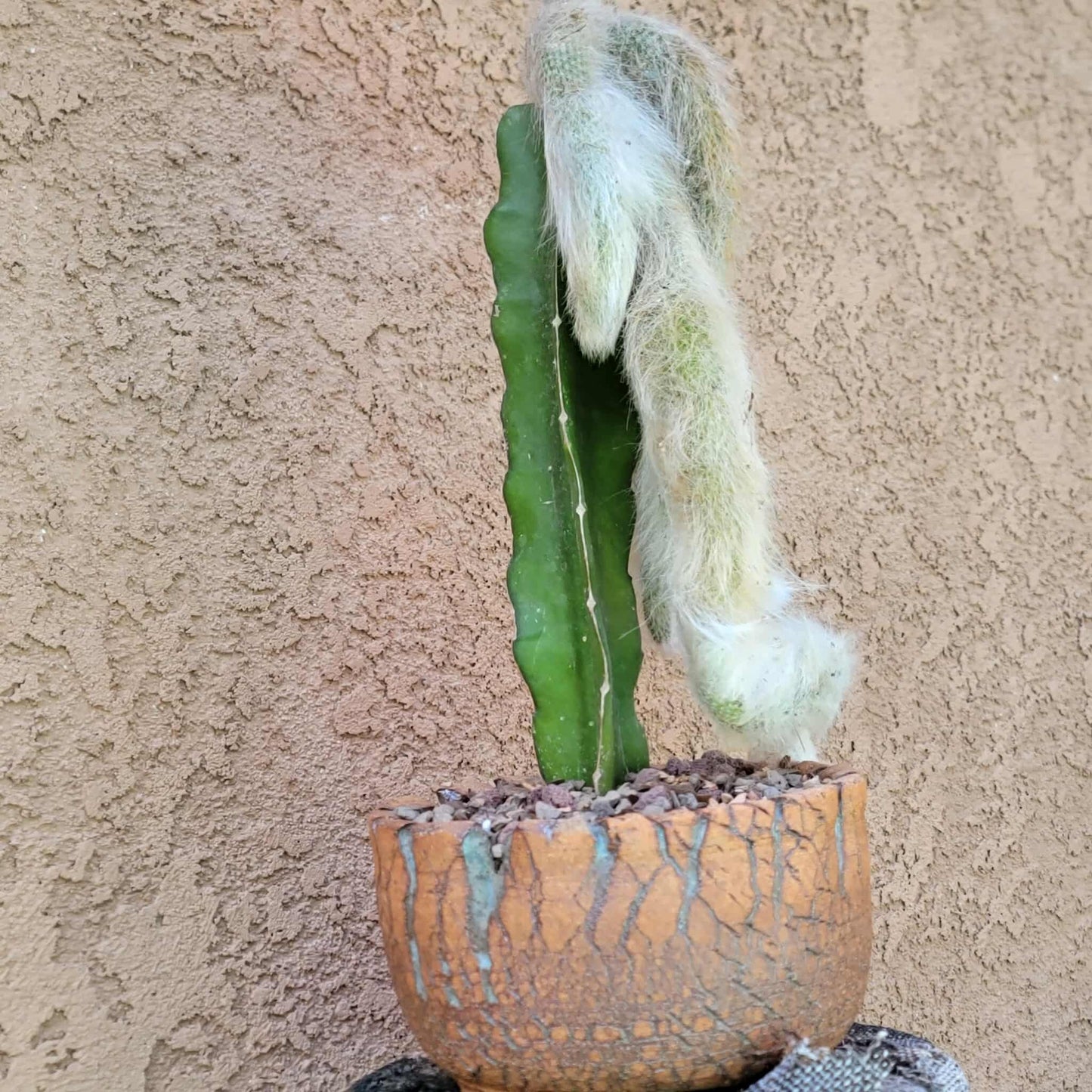 Cleistocactus colademononis - Monkey Tail Cactus