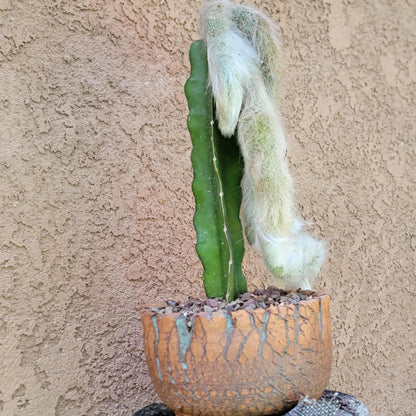 Cleistocactus colademononis - Monkey Tail Cactus