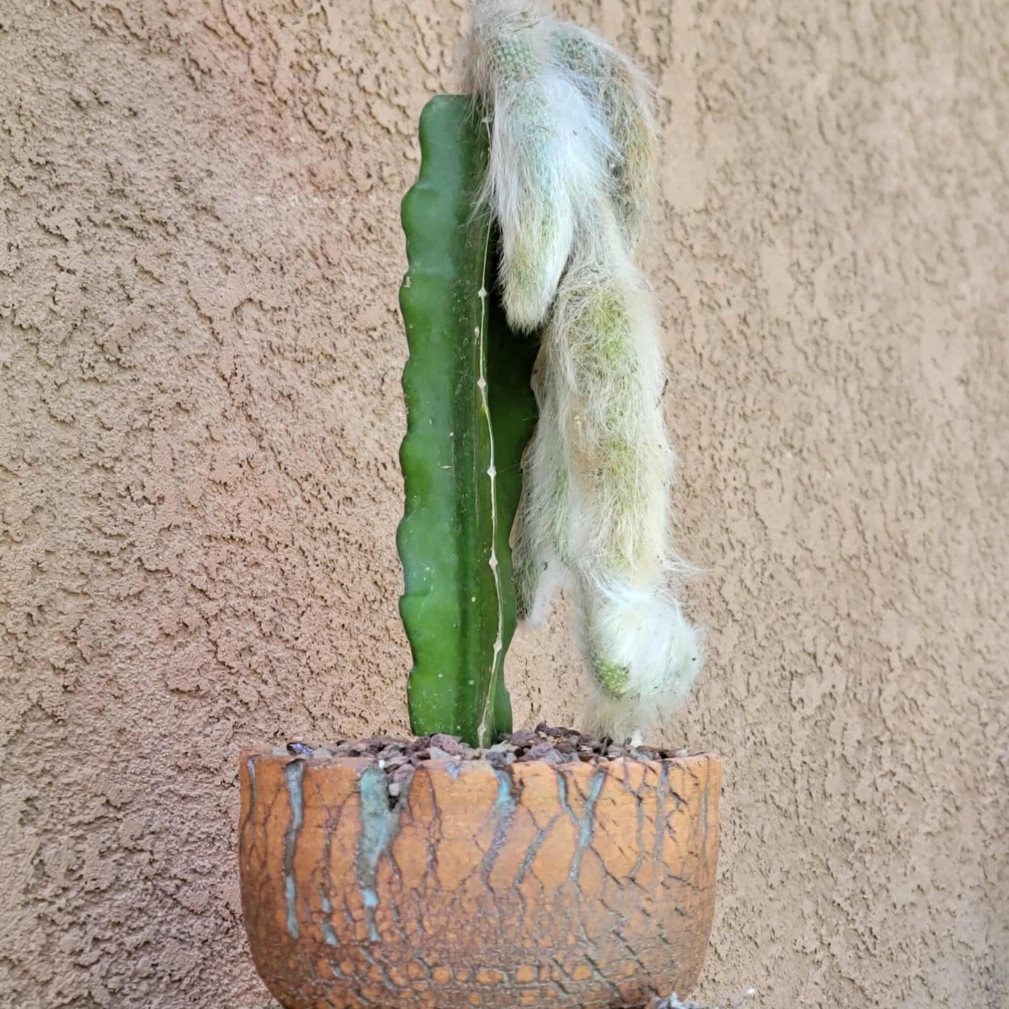 Cleistocactus colademononis - Monkey Tail Cactus